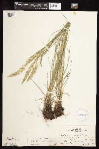 Koeleria macrantha image