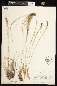 Koeleria macrantha image