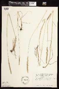Koeleria macrantha image