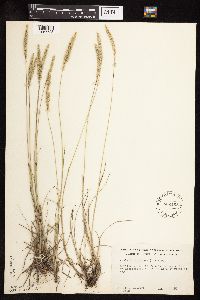 Koeleria macrantha image