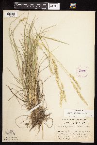 Koeleria macrantha image