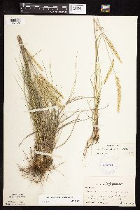 Koeleria macrantha image