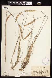 Koeleria macrantha image