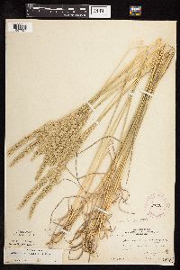 Koeleria macrantha image
