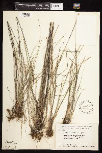 Koeleria macrantha image