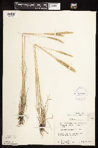 Koeleria macrantha image