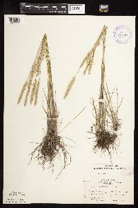 Koeleria macrantha image