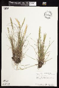 Koeleria macrantha image