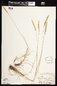 Koeleria macrantha image
