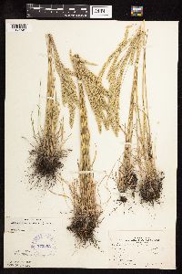 Koeleria macrantha image