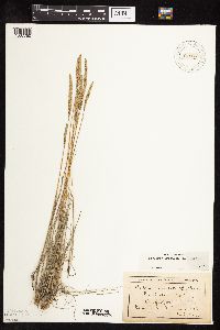 Koeleria macrantha image