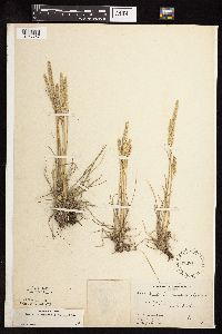 Koeleria macrantha image