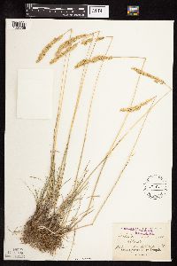 Koeleria macrantha image