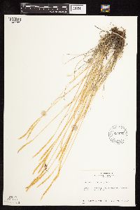 Koeleria macrantha image
