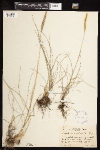 Koeleria macrantha image