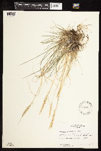 Koeleria macrantha image