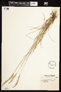 Koeleria macrantha image