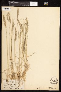 Koeleria macrantha image