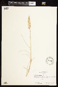 Koeleria macrantha image