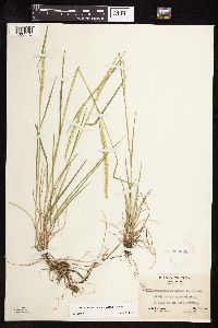 Koeleria macrantha image