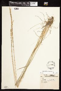 Koeleria macrantha image