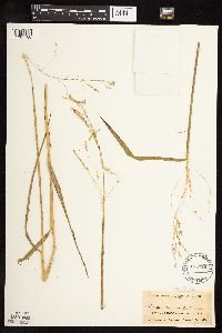 Leersia oryzoides image