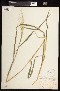 Leersia oryzoides image