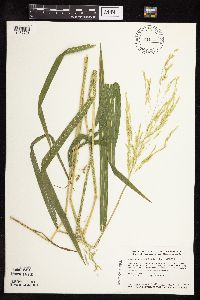 Leersia oryzoides image