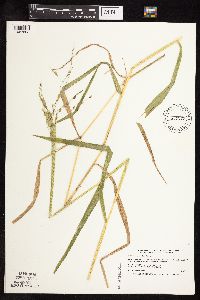 Leersia oryzoides image