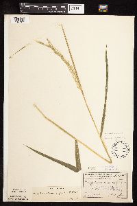 Leersia oryzoides image