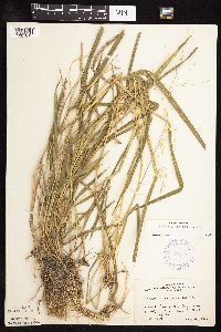 Leersia oryzoides image