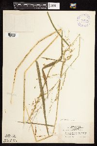 Leersia oryzoides image