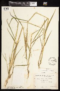 Leersia oryzoides image