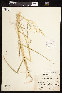 Leersia oryzoides image