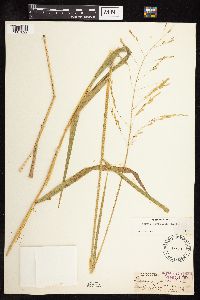 Leersia oryzoides image
