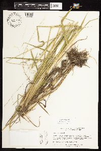 Leersia oryzoides image