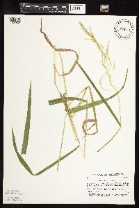 Leersia oryzoides image