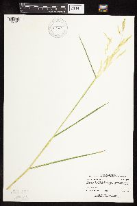 Leersia oryzoides image