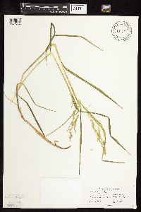 Leersia oryzoides image