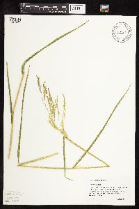 Leersia oryzoides image