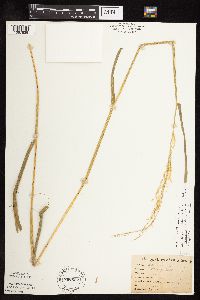 Leersia oryzoides image