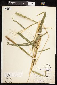 Leersia oryzoides image