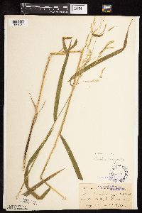 Leersia oryzoides image