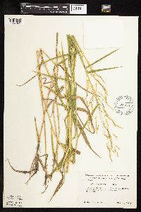 Leersia oryzoides image