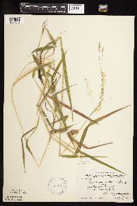 Leersia oryzoides image