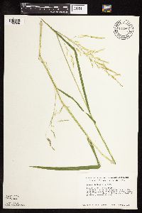 Leersia oryzoides image