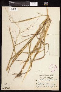 Leersia oryzoides image