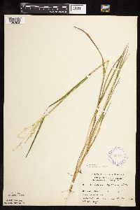 Leersia oryzoides image