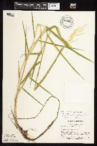 Leersia oryzoides image