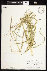Leersia oryzoides image